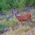 Evening Walk by Lana Trussell