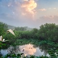 Everglades Morning by Louise Lindsay