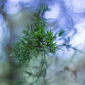 Evergreen Photograph by David Beechum Evergreen Photograph by David Beechum