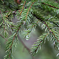 Evergreen - Pine needles Photograph by Rehna George Evergreen - Pine needles Photograph by Rehna George