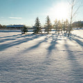 Evergreen Shadows On Snow Photograph by Karen Rispin Evergreen Shadows On Snow Photograph by Karen Rispin