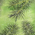 Evergreen Trio Painting by Lisa Neuman Evergreen Trio Painting by Lisa Neuman