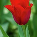 Everlasting Red by Kathi Isserman