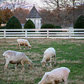Ewes Graze at Sunset by Rachel Morrison