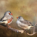 Exotic Zebra Finch Photograph by Theresa Tahara Exotic Zebra Finch Photograph by Theresa Tahara