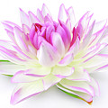 Fabric Lily On White Photograph by Severija Kirilovaite Fabric Lily On White Photograph by Severija Kirilovaite