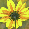 Facing the sun Photograph by Bob Falcone Facing the sun Photograph by Bob Falcone