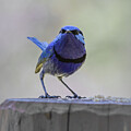 Fairy Wren with Attitude Photograph by Elaine Teague Fairy Wren with Attitude Photograph by Elaine Teague