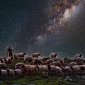 Faithful One 4 by Constance Woods
