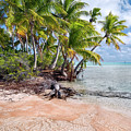 Fakarava - Pink sands and coconut trees Photograph by Olivier Parent Fakarava - Pink sands and coconut trees Photograph by Olivier Parent