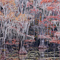 Fall Bald Cypress by Jonathan Davison