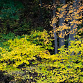 Fall Chartreuse Photograph by Linda Bonaccorsi Fall Chartreuse Photograph by Linda Bonaccorsi