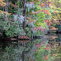 Fall Colors in the Swamp Photograph by WAZgriffin Digital Fall Colors in the Swamp Photograph by WAZgriffin Digital