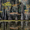 Fall colors on the Cypress Trees by David Soldano
