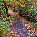Fall Forest Path Photograph by Jeanette French Fall Forest Path Photograph by Jeanette French