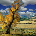 Fall in Lamar Valley by Gary Felton