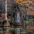 Fall in the Bayou 2 by David Soldano