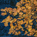 Fall Leaves at Night - Zion, Illinois by David Morehead