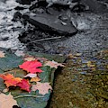 Fall Leaves Photograph by Brad Nellis Fall Leaves Photograph by Brad Nellis
