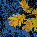 Fall Leaves After Sunset - Zion, Illinois by David Morehead