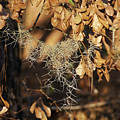 Fall Moss Photograph by Heather E Harman Fall Moss Photograph by Heather E Harman