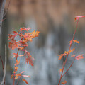 Fall Reflections_3504 by Mark Triplett