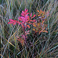 Fall Wild Rose Plant On The Prairie Photograph by Karen Rispin Fall Wild Rose Plant On The Prairie Photograph by Karen Rispin