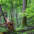Fallen Tree Digital Art by Phil Perkins Fallen Tree Digital Art by Phil Perkins