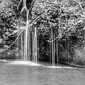 Falls Behind Branches Grayscale by Jennifer White