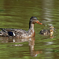Family of Mallard Ducks DWF0242 Photograph by Gerry Gantt Family of Mallard Ducks DWF0242 Photograph by Gerry Gantt