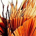 Fan Palms Aglow by Viva Anderson