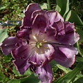 Fancy Tulip Photograph by Heather E Harman Fancy Tulip Photograph by Heather E Harman