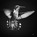 Fantail Hummingbird Photograph by Christina Rollo Fantail Hummingbird Photograph by Christina Rollo