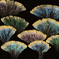 Fantasia by Lucy Arnold