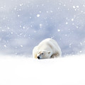 Fantasy scene of a polar bear resting in the snow Photograph by Jane Rix Fantasy scene of a polar bear resting in the snow Photograph by Jane Rix