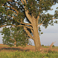 Farm Tree Photograph by Marc Champagne Farm Tree Photograph by Marc Champagne