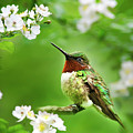 Fauna and Flora - Hummingbird with Flowers Photograph by Christina Rollo Fauna and Flora - Hummingbird with Flowers Photograph by Christina Rollo