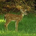 Fawn Photograph by Cathy Kovarik Fawn Photograph by Cathy Kovarik