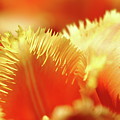 Feathered Petals Photograph by Lens Art Photography By Larry Trager Feathered Petals Photograph by Lens Art Photography By Larry Trager
