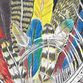 Feathers Colorful Hand Drawn Colored Pencil Drawing of Bird Plumage Drawing by Ali Baucom Feathers Colorful Hand Drawn Colored Pencil Drawing of Bird Plumage Drawing by Ali Baucom