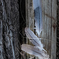 Feathers On An Old Fence Post Photograph by Karen Rispin Feathers On An Old Fence Post Photograph by Karen Rispin