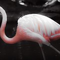 Feathers Photograph by Veronica Batterson Feathers Photograph by Veronica Batterson