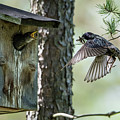 Feeding Flying Starling Photograph by Torbjorn Swenelius Feeding Flying Starling Photograph by Torbjorn Swenelius