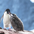 Feeding Time on Petermann Island Photograph by Jeff at JSJ Photography Feeding Time on Petermann Island Photograph by Jeff at JSJ Photography