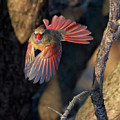 Female Cardinal in Flight Photograph by Flinn Hackett Female Cardinal in Flight Photograph by Flinn Hackett