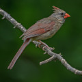 Female Northern Cardinal in the Wild Photograph by Sandra Rust Female Northern Cardinal in the Wild Photograph by Sandra Rust