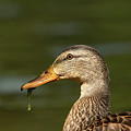 Female Mallard With Seaweed in Mouth by Nikki Vig Female Mallard With Seaweed in Mouth by Nikki Vig