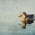 Female Northern Shoveler Duck Facing the Light Photograph by Belinda Greb Female Northern Shoveler Duck Facing the Light Photograph by Belinda Greb