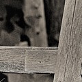Fence Post Photograph by John Linnemeyer Fence Post Photograph by John Linnemeyer