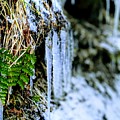 Fern and Icicles Photograph by Brad Nellis Fern and Icicles Photograph by Brad Nellis